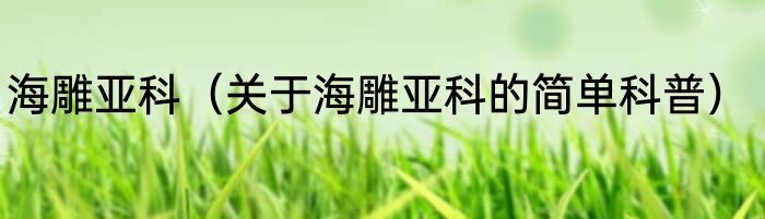 海雕亚科（关于海雕亚科的简单科普）
