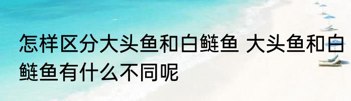 怎样区分大头鱼和白鲢鱼 大头鱼和白鲢鱼有什么不同呢