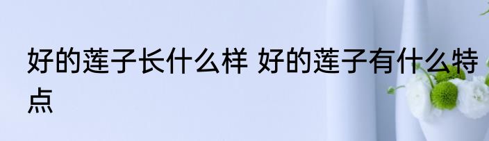 好的莲子长什么样 好的莲子有什么特点