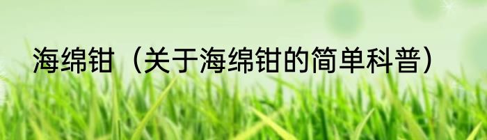 海绵钳（关于海绵钳的简单科普）