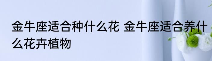 金牛座适合种什么花 金牛座适合养什么花卉植物
