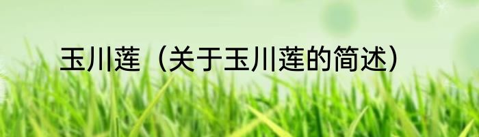 玉川莲（关于玉川莲的简述）