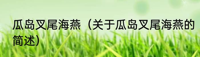 瓜岛叉尾海燕（关于瓜岛叉尾海燕的简述）