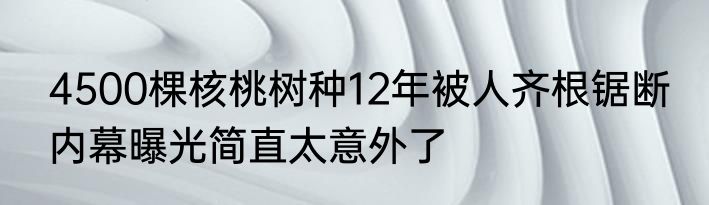 4500棵核桃树种12年被人齐根锯断 内幕曝光简直太意外了