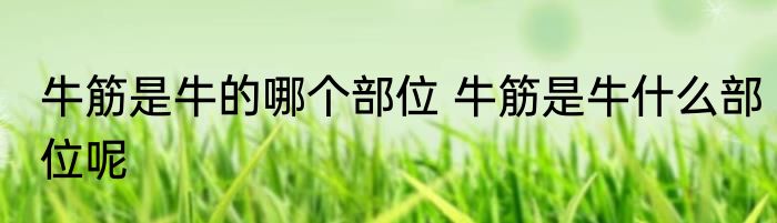 牛筋是牛的哪个部位 牛筋是牛什么部位呢