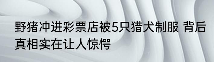 野猪冲进彩票店被5只猎犬制服 背后真相实在让人惊愕