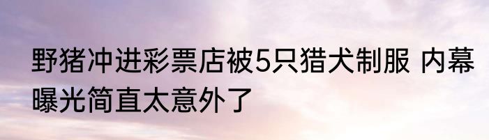 野猪冲进彩票店被5只猎犬制服 内幕曝光简直太意外了