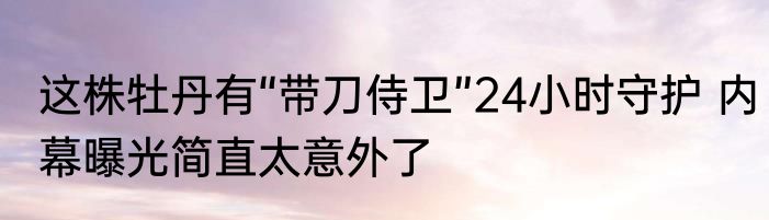 这株牡丹有“带刀侍卫”24小时守护 内幕曝光简直太意外了