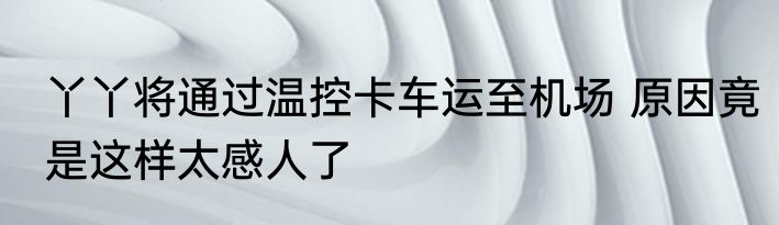 丫丫将通过温控卡车运至机场 原因竟是这样太感人了