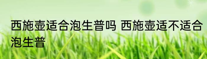 西施壶适合泡生普吗 西施壶适不适合泡生普