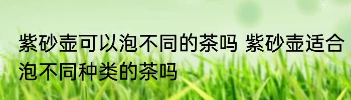 紫砂壶可以泡不同的茶吗 紫砂壶适合泡不同种类的茶吗