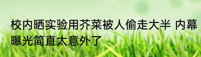 校内晒实验用芥菜被人偷走大半 内幕曝光简直太意外了