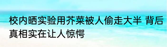 校内晒实验用芥菜被人偷走大半 背后真相实在让人惊愕