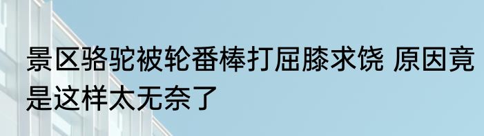 景区骆驼被轮番棒打屈膝求饶 原因竟是这样太无奈了