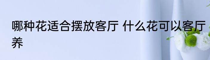 哪种花适合摆放客厅 什么花可以客厅养