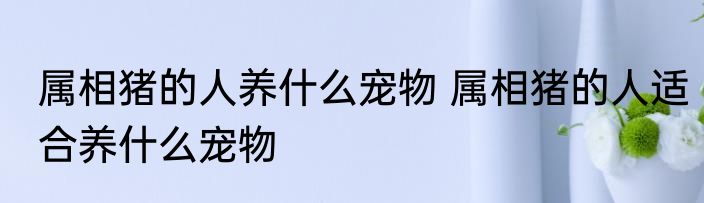 属相猪的人养什么宠物 属相猪的人适合养什么宠物