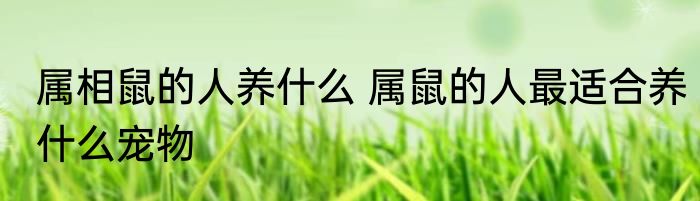 属相鼠的人养什么 属鼠的人最适合养什么宠物
