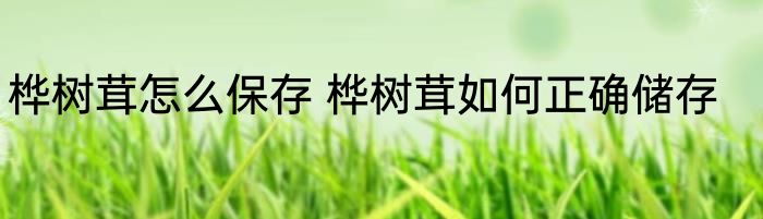 桦树茸怎么保存 桦树茸如何正确储存