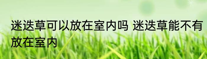 迷迭草可以放在室内吗 迷迭草能不有放在室内