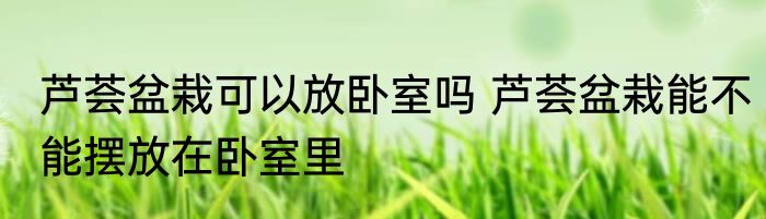 芦荟盆栽可以放卧室吗 芦荟盆栽能不能摆放在卧室里