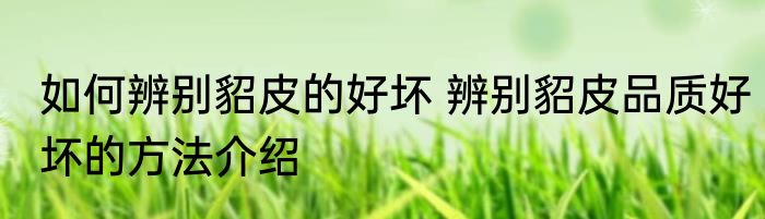如何辨别貂皮的好坏 辨别貂皮品质好坏的方法介绍