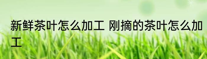 新鲜茶叶怎么加工 刚摘的茶叶怎么加工
