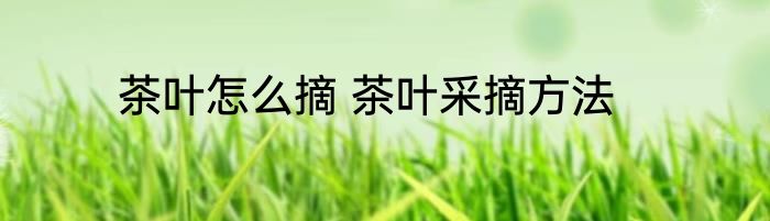 茶叶怎么摘 茶叶采摘方法