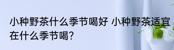 小种野茶什么季节喝好 小种野茶适宜在什么季节喝？