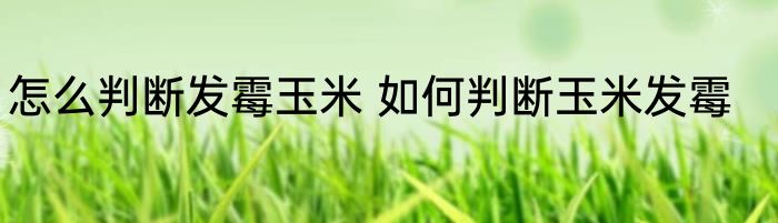 怎么判断发霉玉米 如何判断玉米发霉