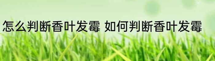 怎么判断香叶发霉 如何判断香叶发霉
