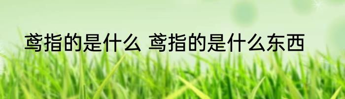 鸢指的是什么 鸢指的是什么东西