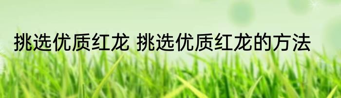 挑选优质红龙 挑选优质红龙的方法
