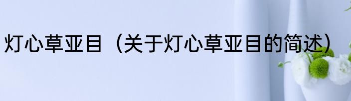 灯心草亚目（关于灯心草亚目的简述）