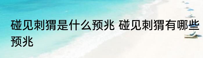 碰见刺猬是什么预兆 碰见刺猬有哪些预兆
