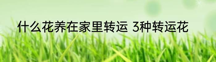 鸡年养什么转运 属鸡的养什么可以转运