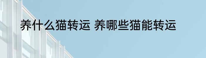 养什么猫转运 养哪些猫能转运