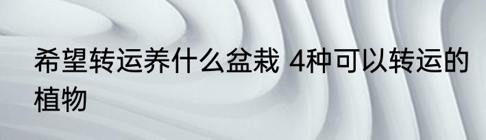 希望转运养什么盆栽 4种可以转运的植物