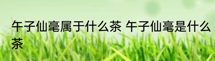 午子仙毫属于什么茶 午子仙毫是什么茶