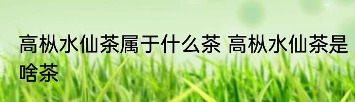 高枞水仙茶属于什么茶 高枞水仙茶是啥茶