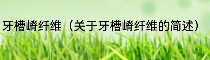 牙槽嵴纤维（关于牙槽嵴纤维的简述）