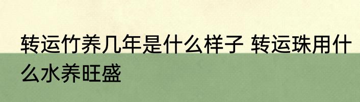 转运竹养几年是什么样子 转运珠用什么水养旺盛