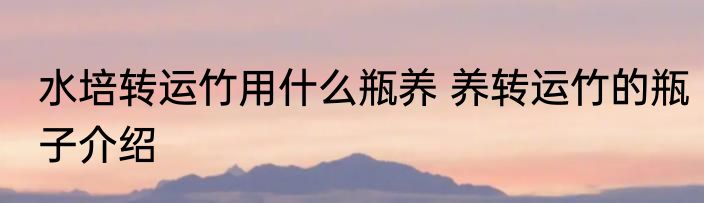 水培转运竹用什么瓶养 养转运竹的瓶子介绍