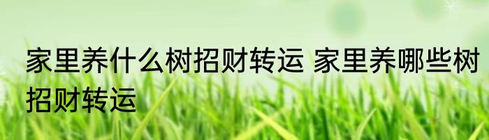 家里养什么树招财转运 家里养哪些树招财转运