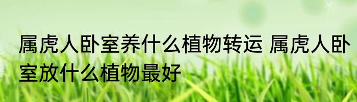 属虎人卧室养什么植物转运 属虎人卧室放什么植物最好