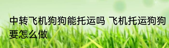 中转飞机狗狗能托运吗 飞机托运狗狗要怎么做