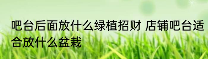 吧台后面放什么绿植招财 店铺吧台适合放什么盆栽