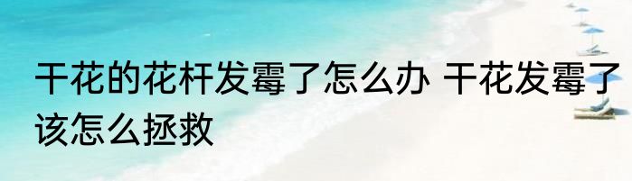 干花的花杆发霉了怎么办 干花发霉了该怎么拯救