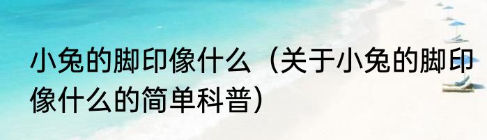小兔的脚印像什么（关于小兔的脚印像什么的简单科普）