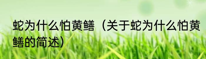 蛇为什么怕黄鳝（关于蛇为什么怕黄鳝的简述）