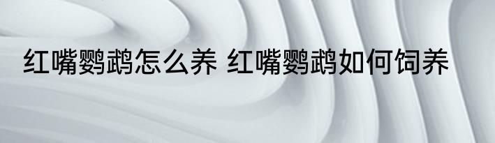 红嘴鹦鹉怎么养 红嘴鹦鹉如何饲养